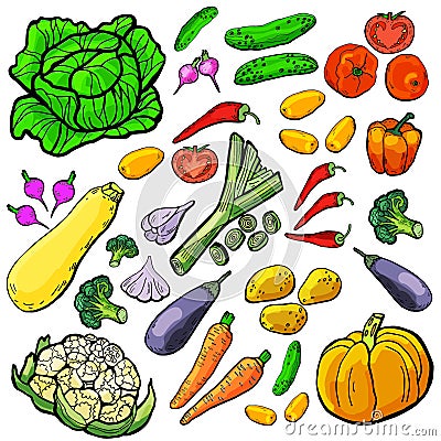 A large set of garden vegetables hand-drawn. Stock Photo